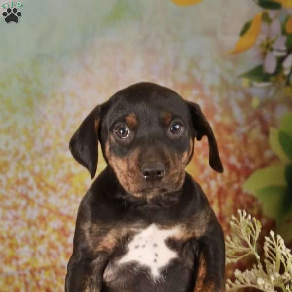 Chase, Catahoula Leopard Dog Puppy